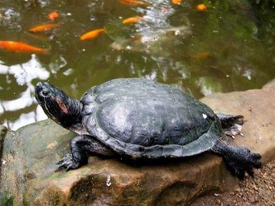 Hur man köper en sköldpadda terrarium. Leta efter en rätt storlek tank.