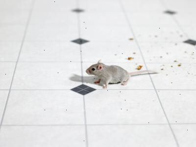 Hur man matar råttor och möss. Ost, men som en behandling bara.