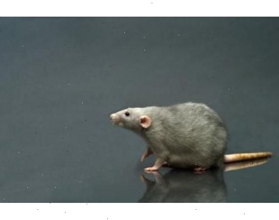 Hur ta hand om råttor och möss. Råttor och möss gör bäst i en "reptile" bur - som ser ut ungefär som ett akvarium med en glidande maskstorlek topp.