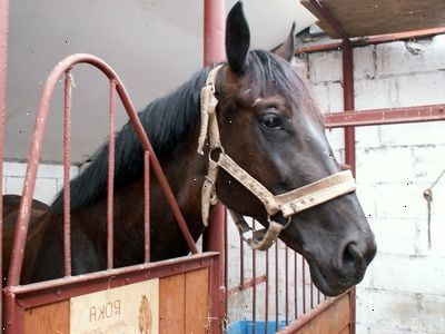Hur man ger en häst ett skott. Typiska injektionsställen är den sida av halsen.