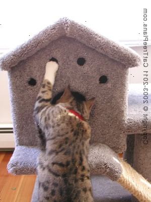 Gör-det-själv bygga katt möbler har blivit mycket populärt. Slangar - använd något robust och bred.