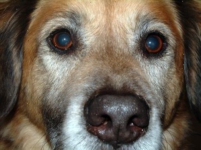 Lär dig mer om problem hund hälsa som är symptom på denna sjukdom. Stoppa användningen av kortison.