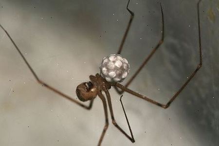 Använd spider kontroll produkter. Att vara rädd för spindlar är mycket vanligt.