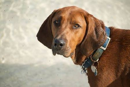 Hur man identifierar en coonhound