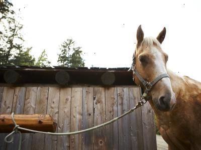 Hur man knyter upp en häst innan trimning. Välj en post eller träd för att hålla din häst.