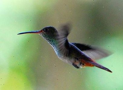 Hur bjuder kolibrier till din trädgård. Insekter och nektar är väsentliga delar av en kolibri kost.