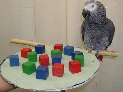 Hur man kan behandla en sjuk papegoja. Papegojor är också levande varelser.