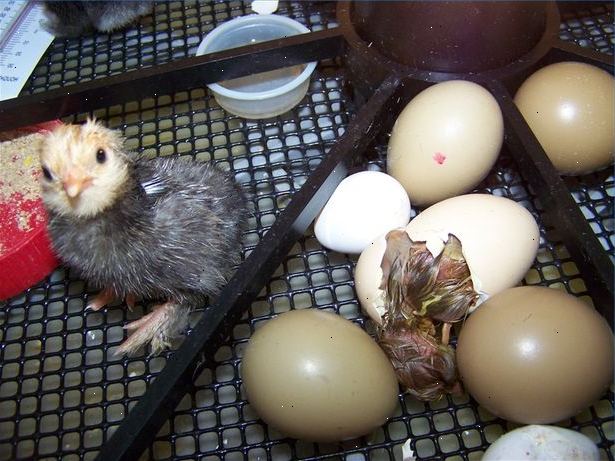 Hur vet man att ett ägg är kläckning. Hur berätta om ett ägg är fertil?