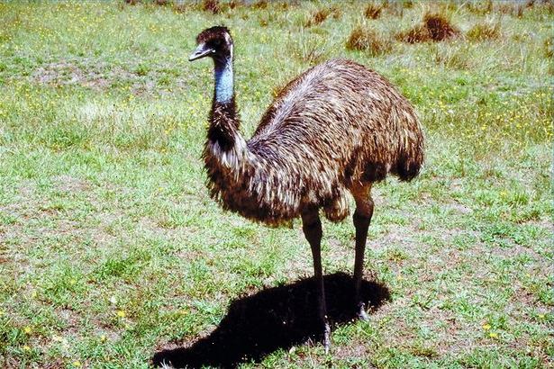 Hur ta hand om vuxna emuer. Alltid hålla pennorna rena.