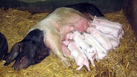 Nurse Baby Pigs.