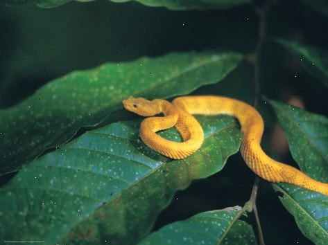 Hur man identifierar en python. Pytonormar nu visas på fler platser runt om i världen.