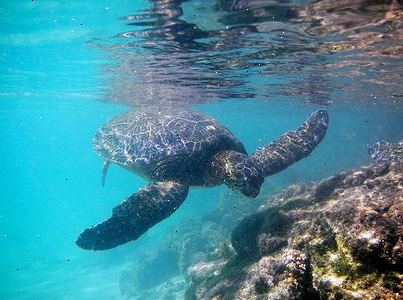 Hur man identifierar gröna havssköldpaddor. De flesta sköldpaddor kan dra sina huvuden i sina skal för att skydda sig.