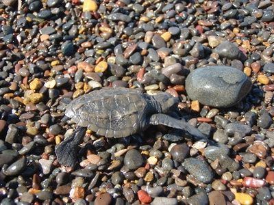 Det vetenskapliga namnet för en grön havssköldpadda är chelonia mydas. Lemmar av gröna havssköldpaddor liknas vid en flipper.