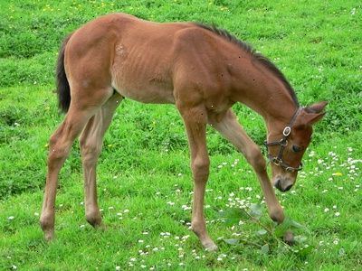 Avelshästar: häst vård och fakta reproduktion. Den tid på året - innan avel tekniker.