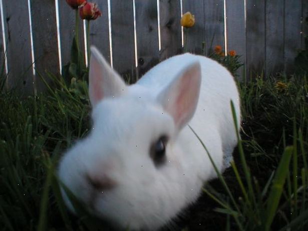 Hur man väljer rätt kanin raser: kanin information. Kaniner-online.co.uk.