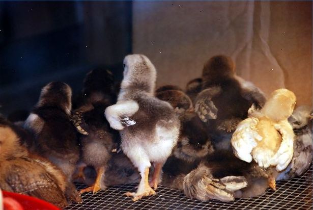 Hur kläcks baby kycklingar i klassrummet. Skaffa fertila kycklingägg och en inkubator.