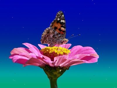 Hur att ge vatten till kolibrier och fjärilar. Skapa en puddling webbplats.