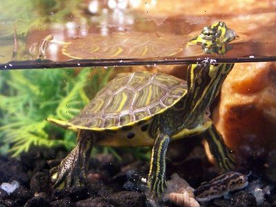 Hur man matar ett husdjur sköldpadda. Köp sköldpadda mat formulär butiken.