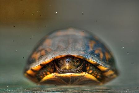 Hur du tar hand om din sköldpadda. Gör en konstgjord livsmiljö för att likna en vattenmiljö för din sköldpadda.
