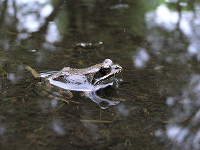 Hur ta hand om grodor. Välj en vattenlevande groda eller en lövgroda som kommer att vara aktiva husdjur.