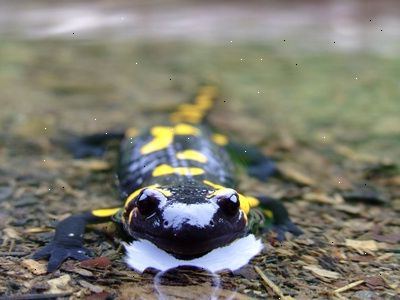 Hur man berättar skillnaden mellan en salamander och en ödla. Bestäm var den lever.