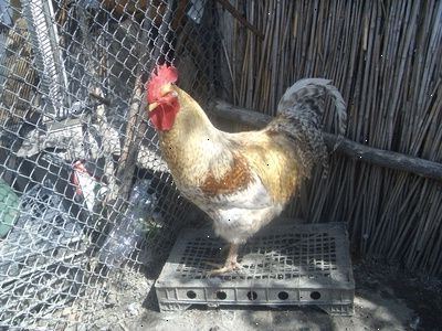 Hur man kan stoppa kycklingar från att äta ägg. Steg 1.