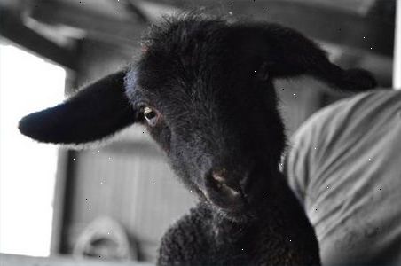 Hur ta hand om en baby lamm. Försök att samla råmjölk från får-(mor får) bröst att använda i utfodring ett nyfött lamm.